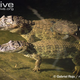 Illustration for article titled Sunday Crocodilian - Caiman latirostris Edition